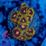 Blow Pops Zoa - Image 4
