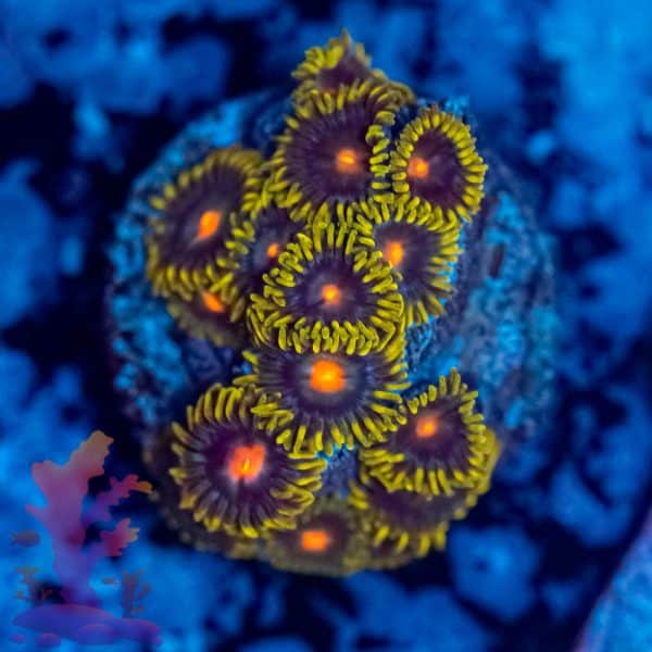 Blow Pops Zoa - Image 4