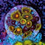 Blow Pops Zoa - Image 5