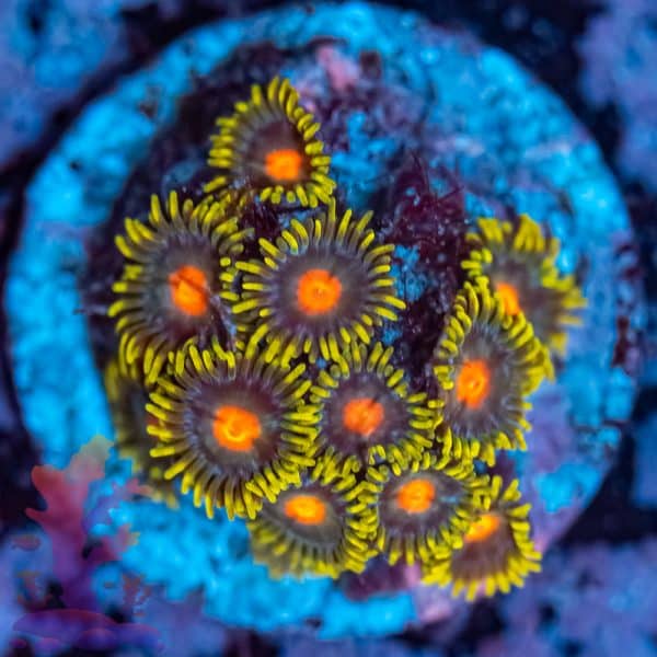 Blow Pops Zoa - Image 6