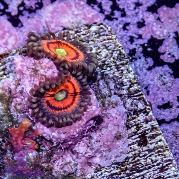 Everlasting Gobstopper - Image 1