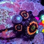 Everlasting Gobstopper - Image 6