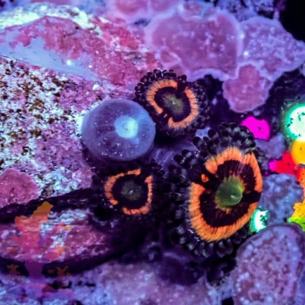 Everlasting Gobstopper - Image 6