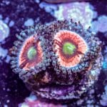 Everlasting Gobstopper - Image 8