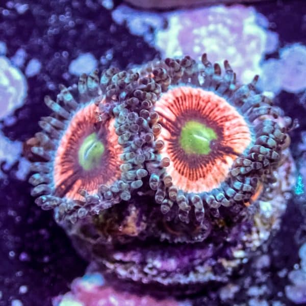 Everlasting Gobstopper - Image 8