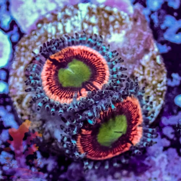Everlasting Gobstopper - Image 9