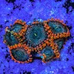 Fairy Fart - Image 10
