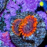 Fairy Fart - Image 6