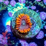 Fairy Fart - Image 7
