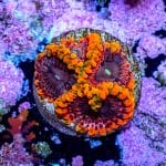Fairy Fart - Image 9