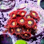 Fiji Fire - Image 4