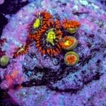 Fiji Fire - Image 9