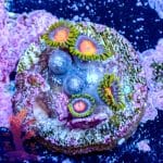 Gb Full Moon - Image 9