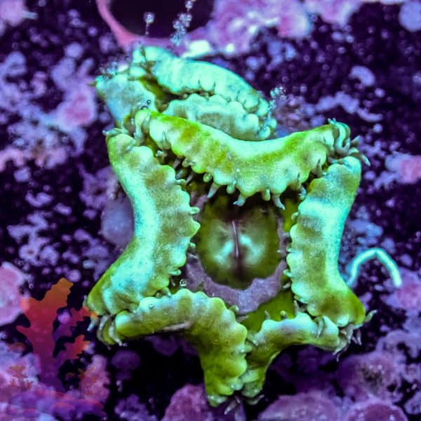 Grandis Paly - Image 10