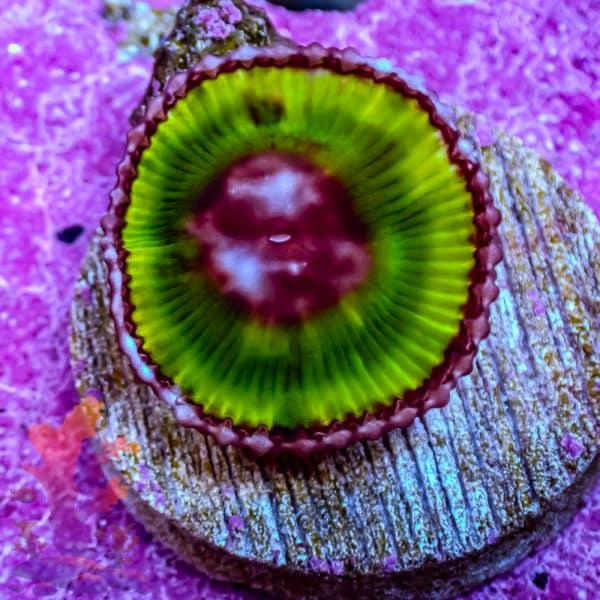 Grandis Paly - Image 3