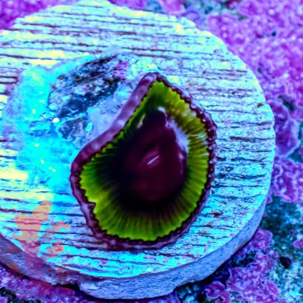 Grandis Paly - Image 4