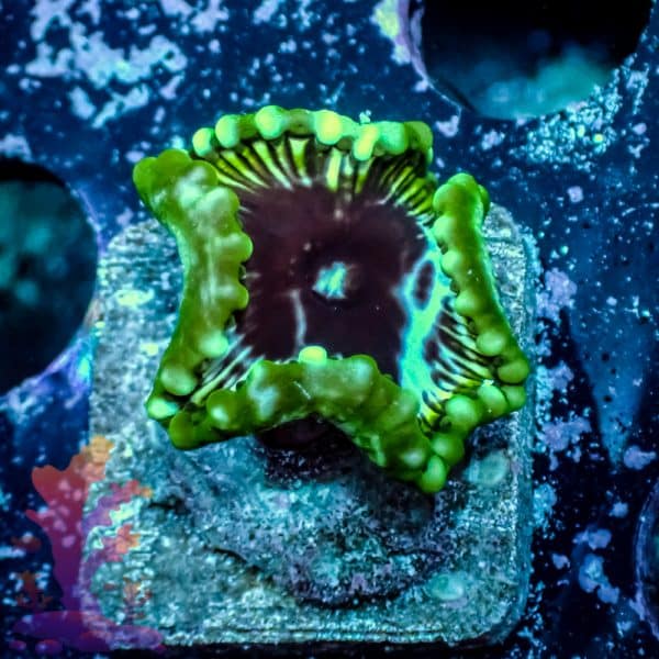 Grandis Paly - Image 5