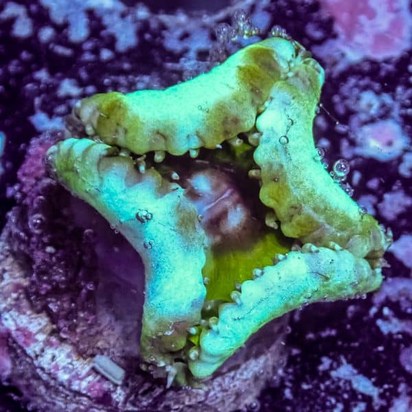 Grandis Paly - Image 6