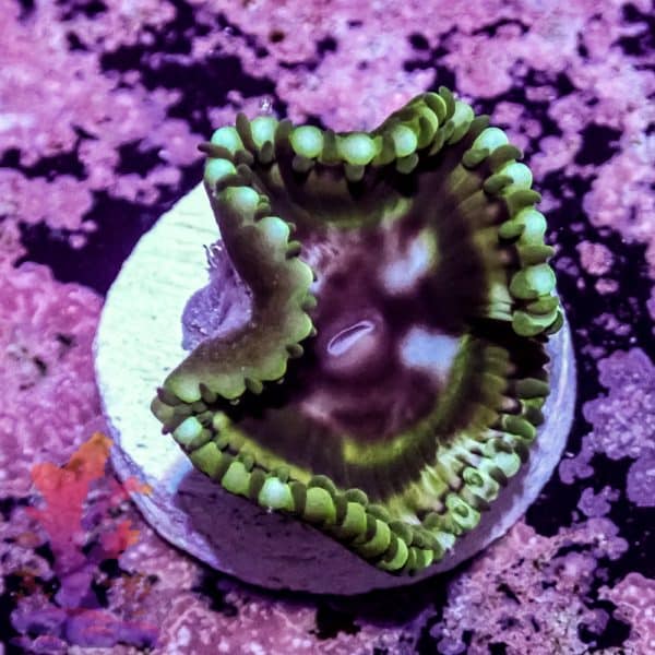 Grandis Paly - Image 7