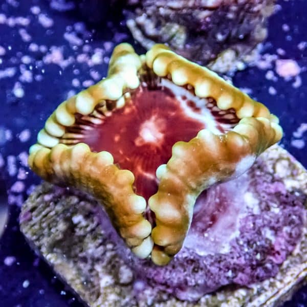 Grandis Paly - Image 8