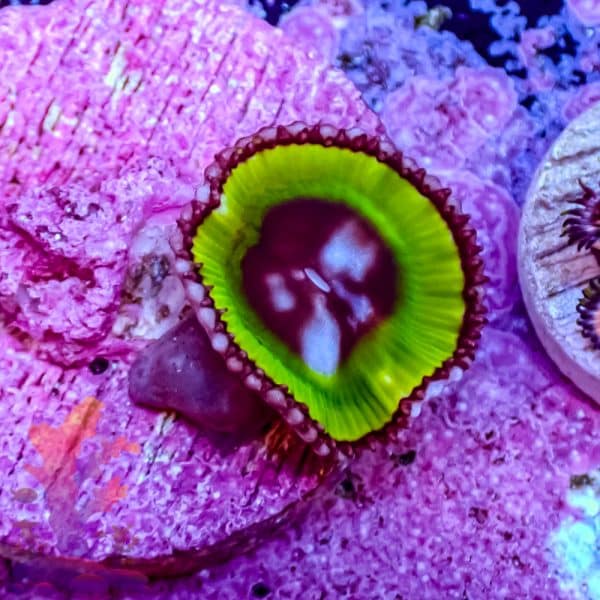 Grandis Paly - Image 9