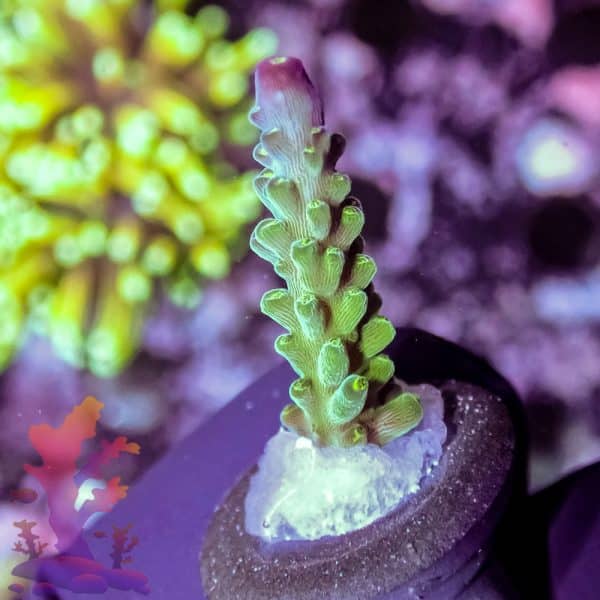 Jason Fox Coolers Champagne - Image 10