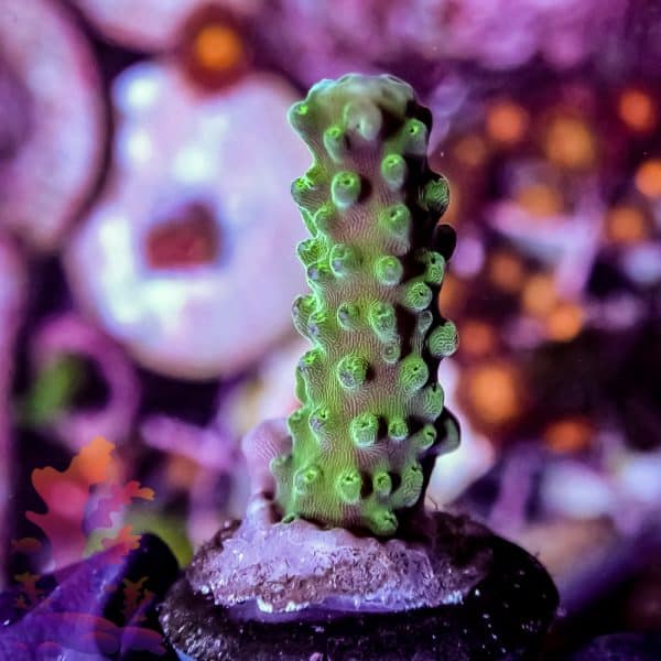 Jason Fox Coolers Champagne - Image 2