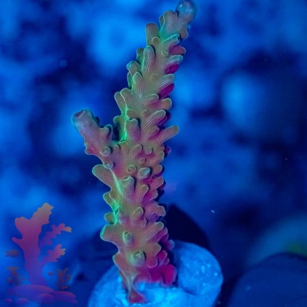 Jason Fox Coolers Champagne - Image 8