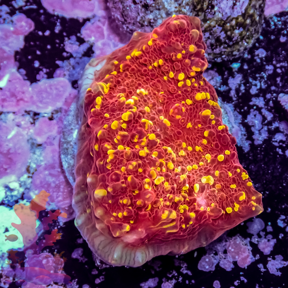 Jason Fox Gold Meister Chalice | Frags 2 Fishes