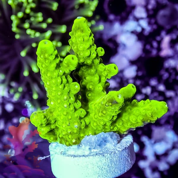 joe-s-crab-nebula-1 Joe's Crab Nebula - Image 1