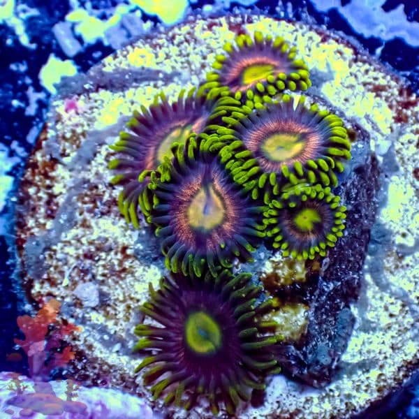 joe-s-crab-nebula-2 Joe's Crab Nebula - Image 2