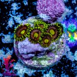 Joe's Crab Nebula - Image 3