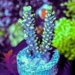 Joe's Crab Nebula - Image 4