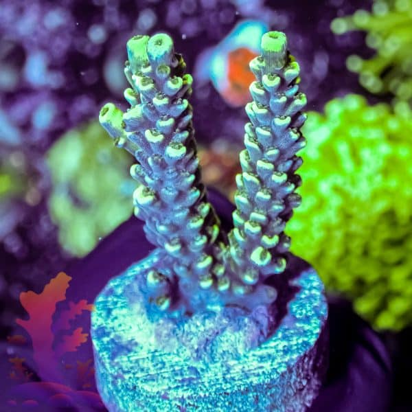 joe-s-crab-nebula-4 Joe's Crab Nebula - Image 4