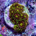 Joe's Crab Nebula - Image 5