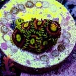 Joe's Crab Nebula - Image 6