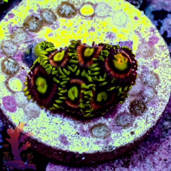 joe-s-crab-nebula-6 Joe's Crab Nebula - Image 6