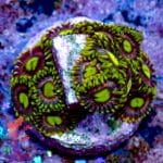 Joe's Crab Nebula - Image 7