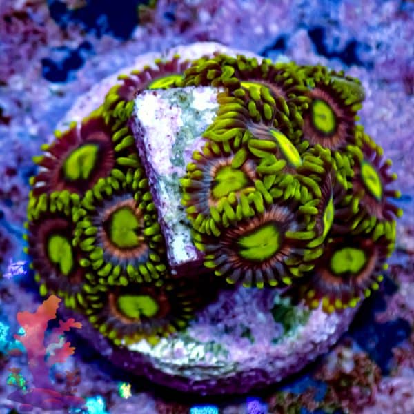 joe-s-crab-nebula-7 Joe's Crab Nebula - Image 7