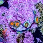 Jungle Juice Zoa