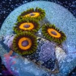 Jungle Juice Zoa - Image 10