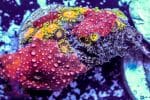 Jungle Juice Zoa - Image 2