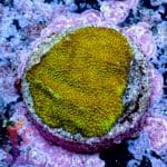Jungle Juice Zoa - Image 3