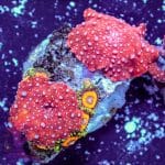 Jungle Juice Zoa - Image 4