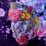 Jungle Juice Zoa - Image 5