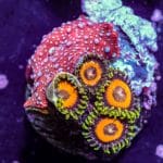 Jungle Juice Zoa - Image 6