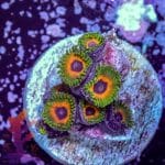 Jungle Juice Zoa - Image 7