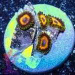 Jungle Juice Zoa - Image 8