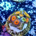 Jungle Juice Zoa - Image 9