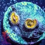 Lemonhead - Image 4